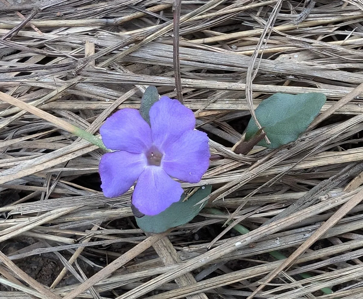 Wildflowers in the Central Coast photo 60
