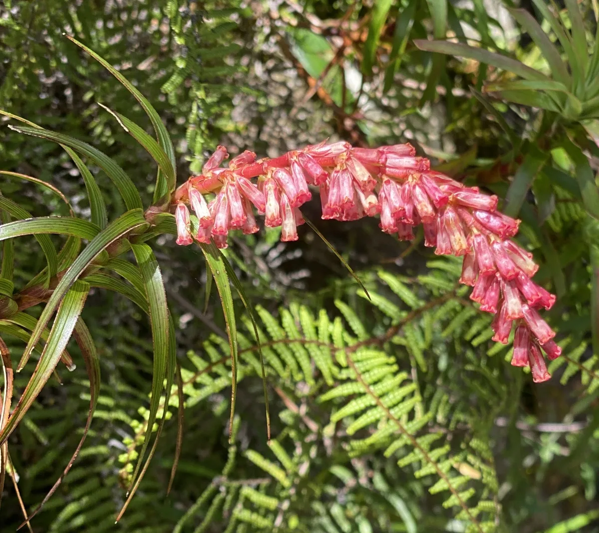 Wildflowers in the Central Coast photo 61