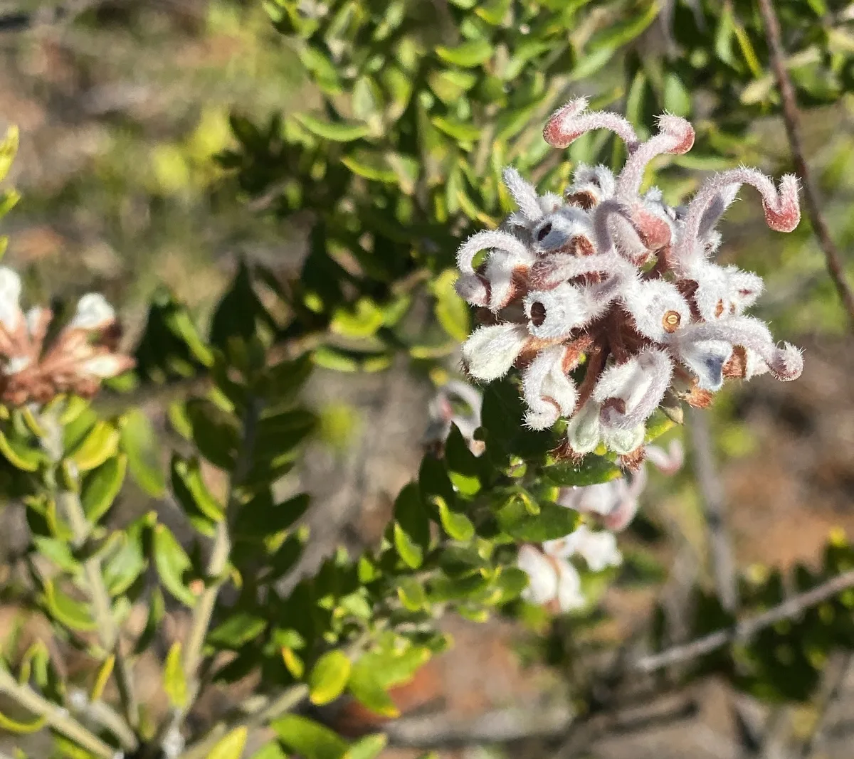 Grey Spider Flower - Gravillea buxifolia