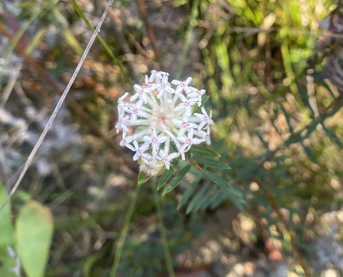 Wildflowers in the Central Coast photo 74