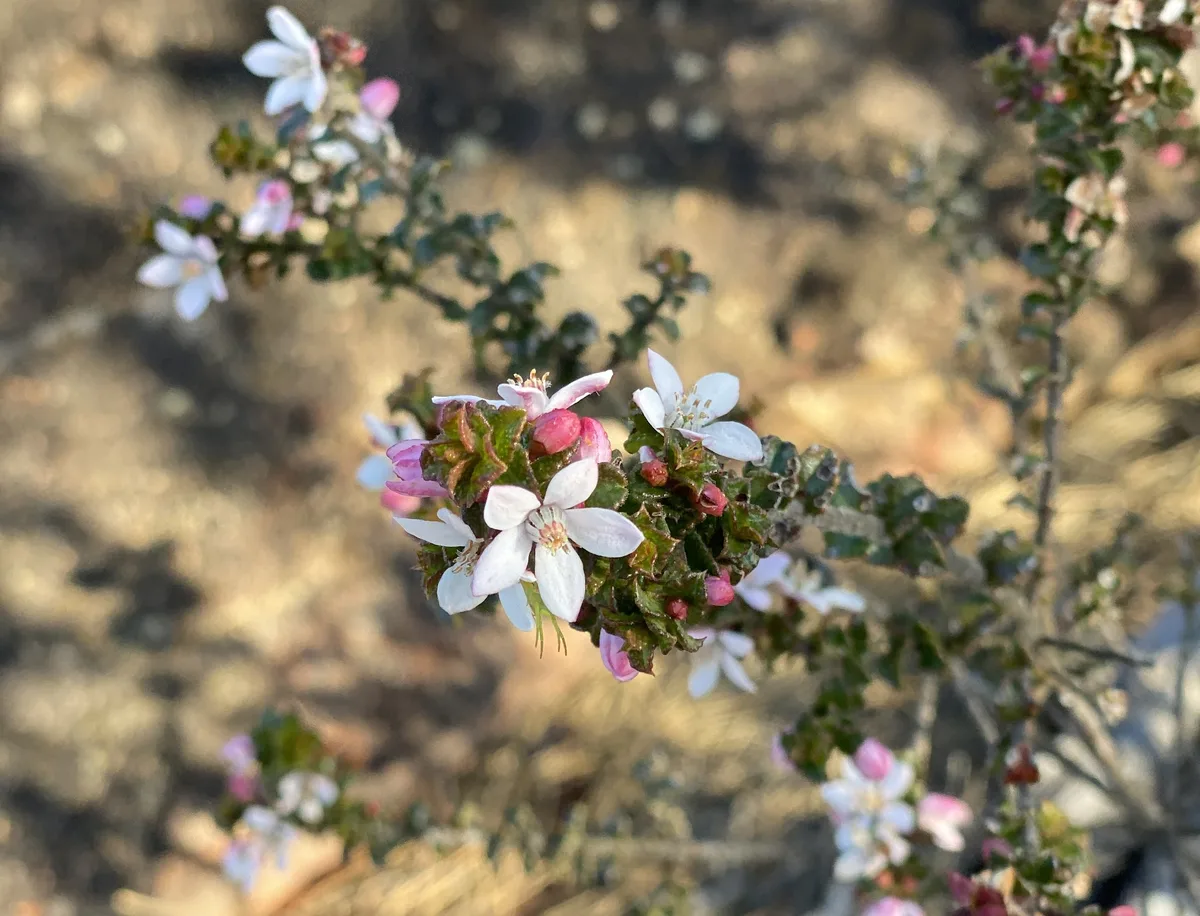 Wildflowers in the Central Coast photo 81