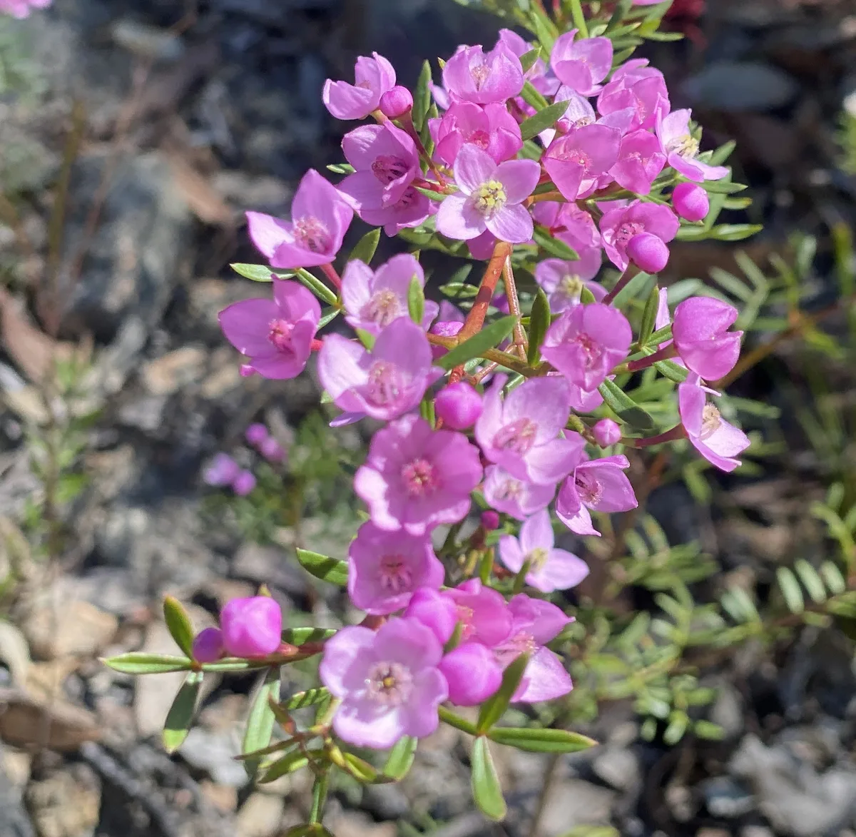 Borania Thujona