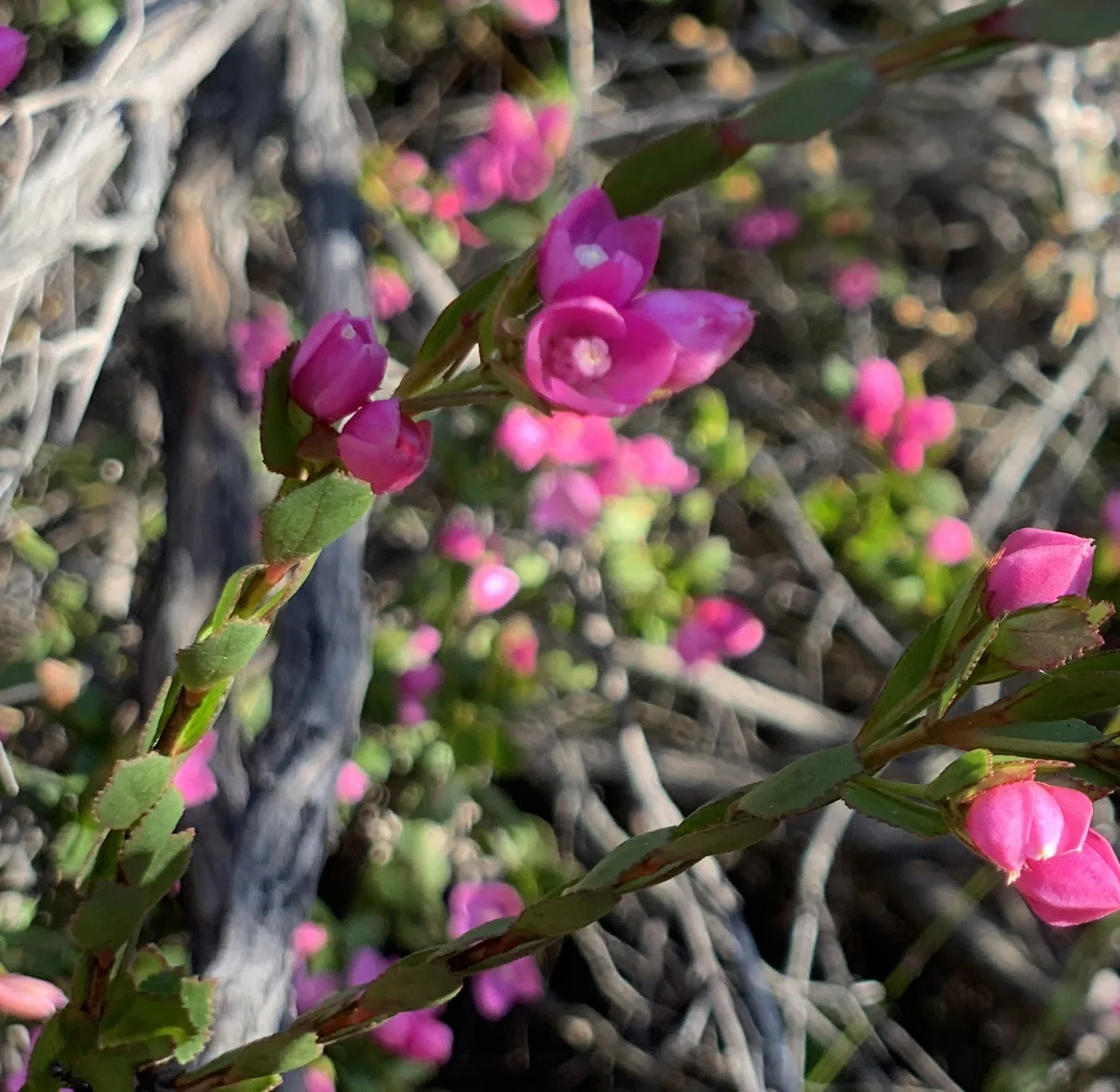 Native Rose - Boronia Serrulata