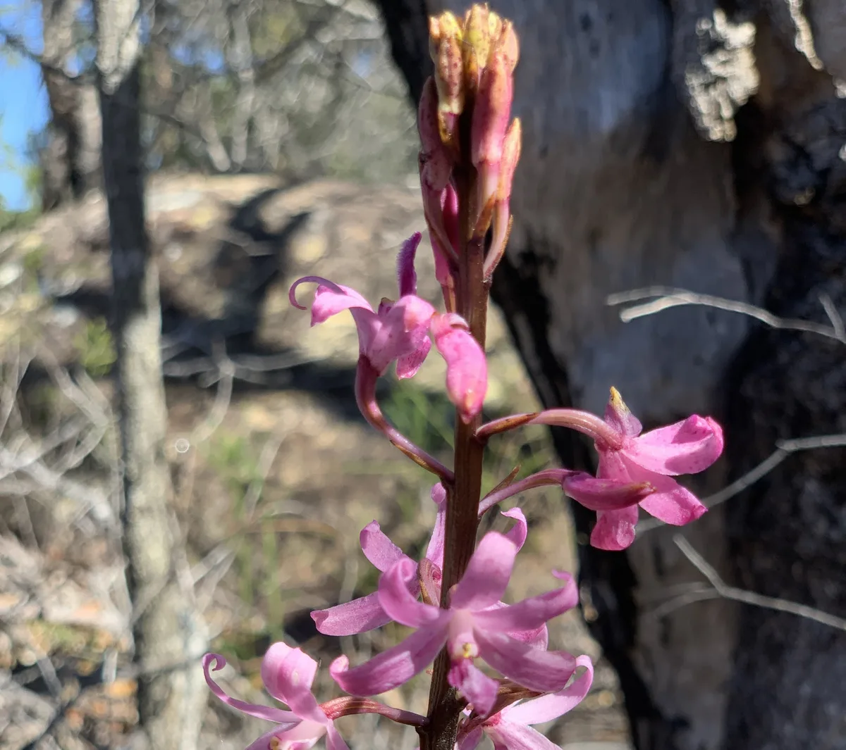 Wildflowers in the Central Coast photo 42
