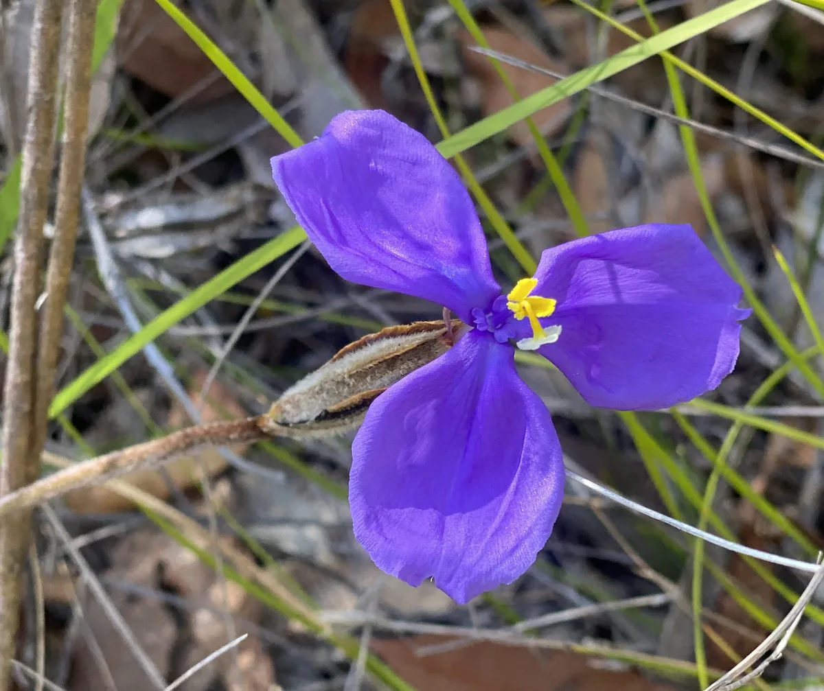 Wildflowers in the Central Coast photo 44