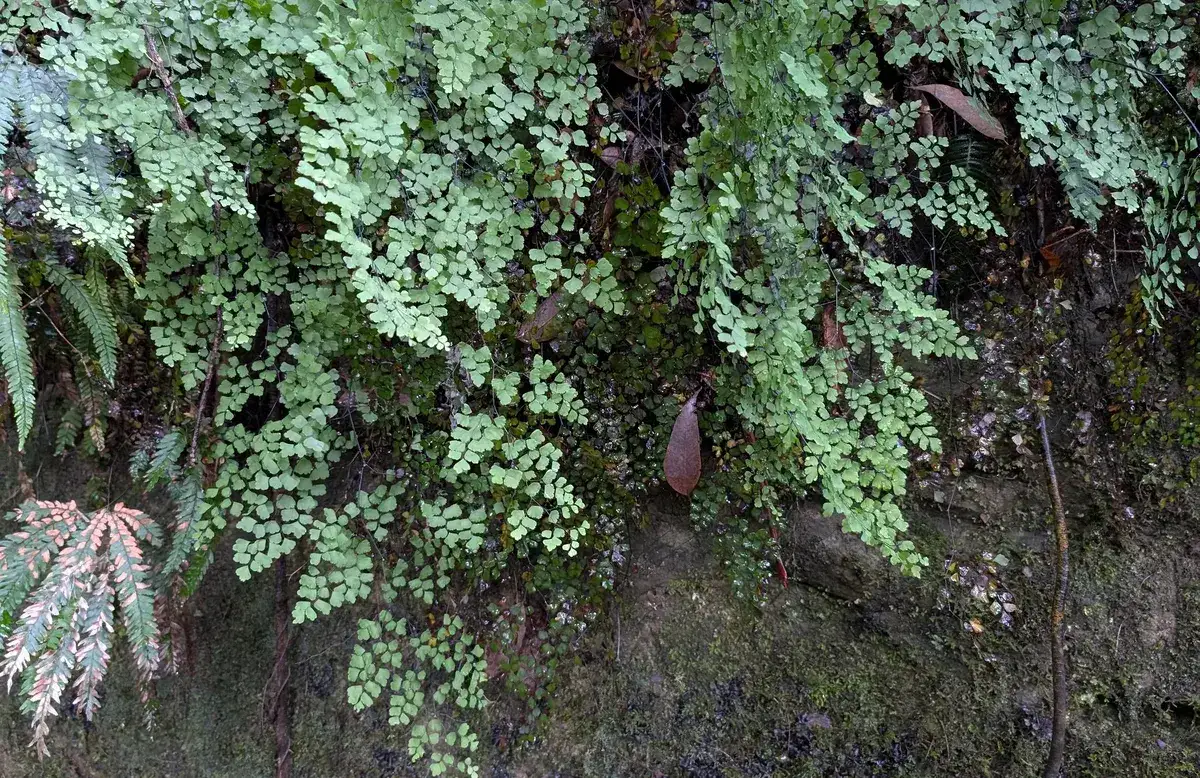 Maidenhair ferns draping a damp rock wall near Gap Creek