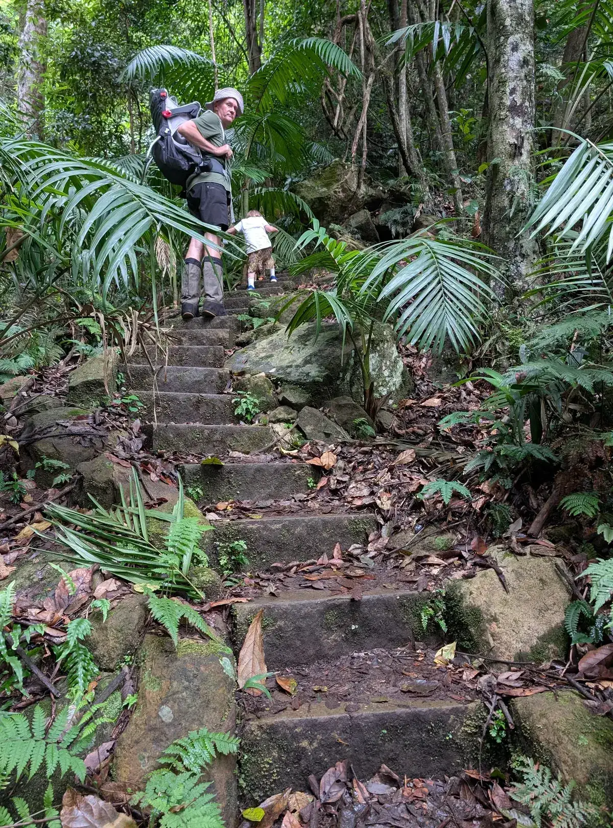 Hiker carrying a toddler down mossy stone steps through Gap Creek rainforest