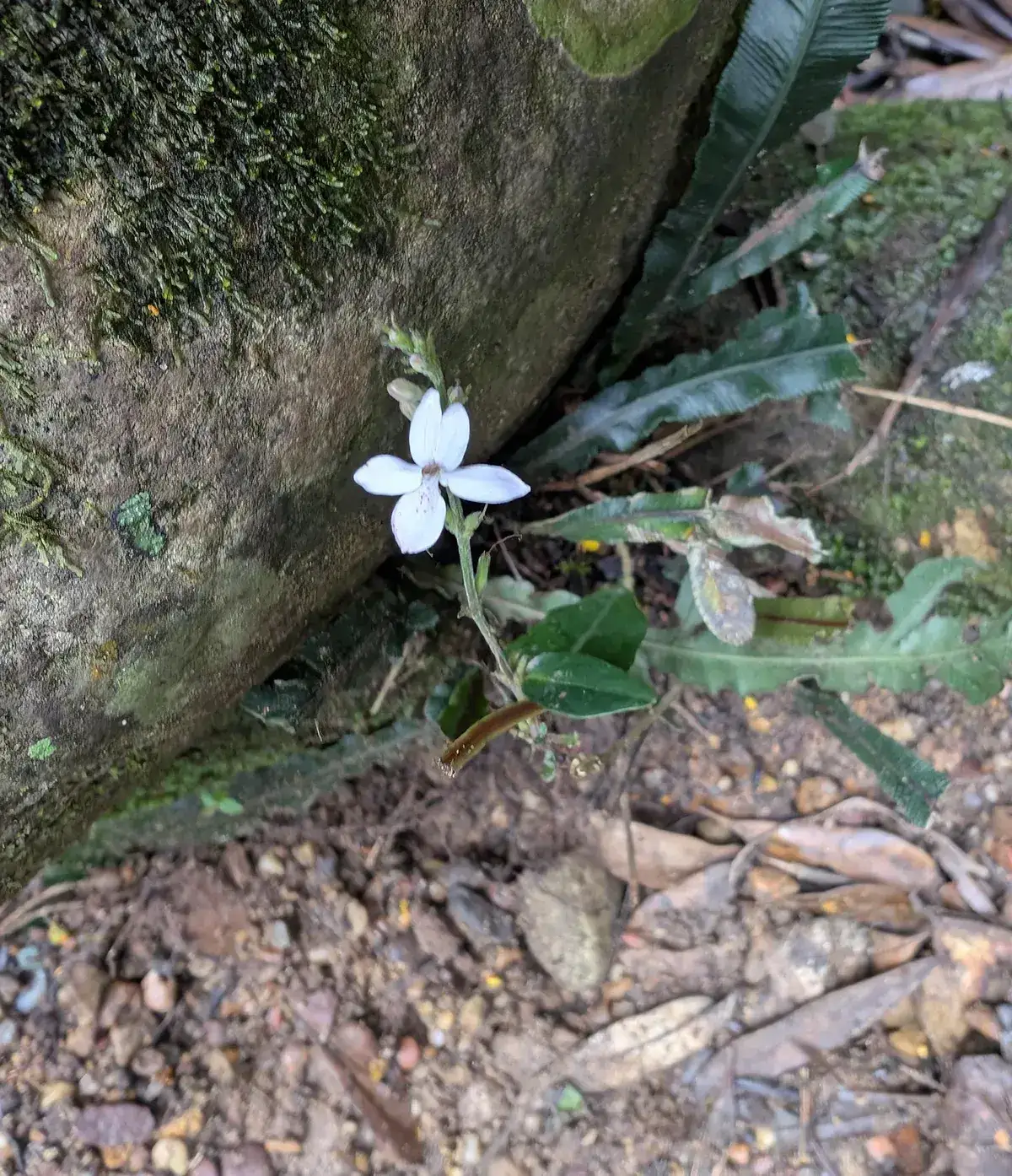 Small white native flower growing among leaf litter at Gap Creek