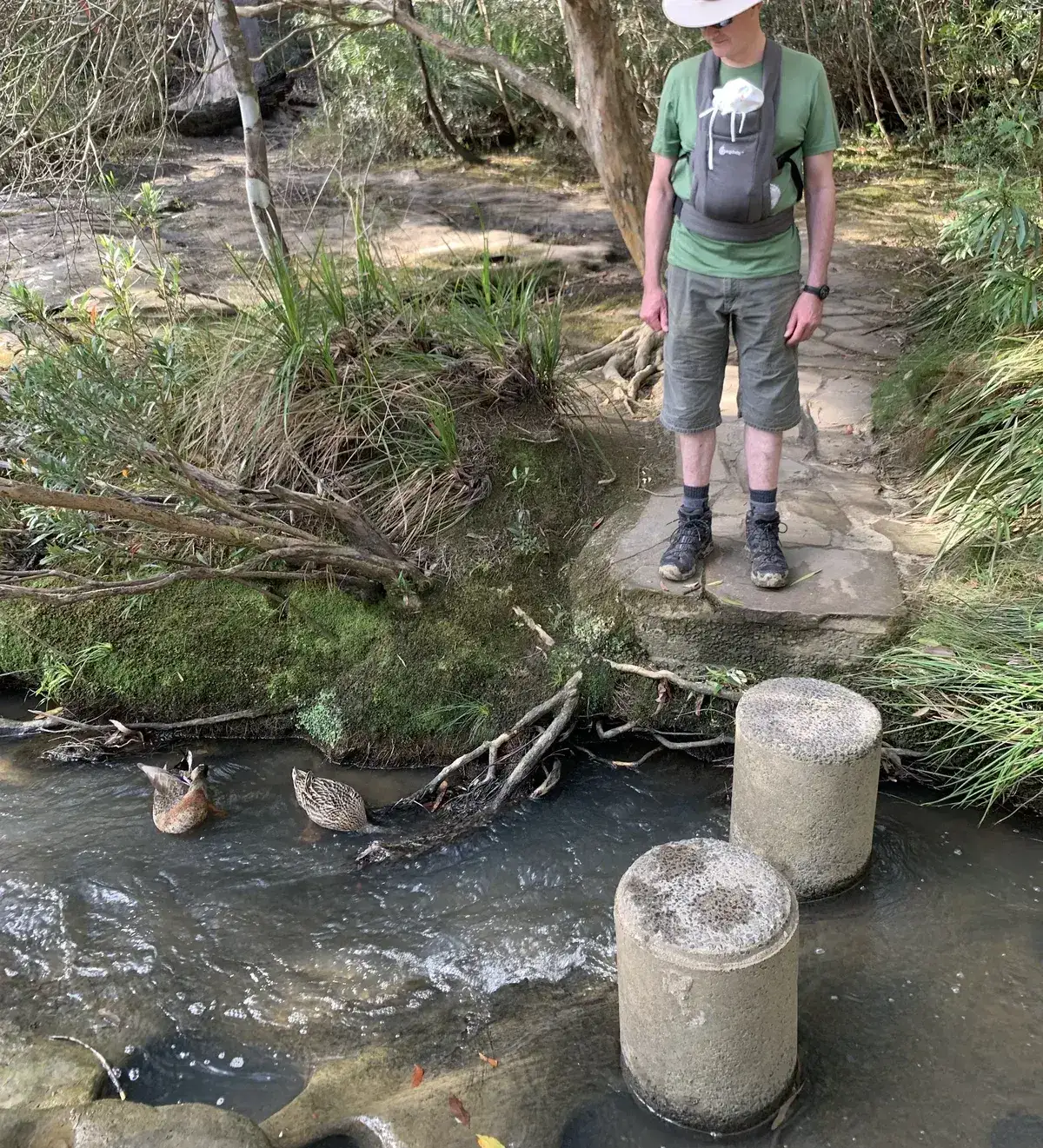 Hiker with a baby carrier watches two ducks from stepping stones across Girrakool creek