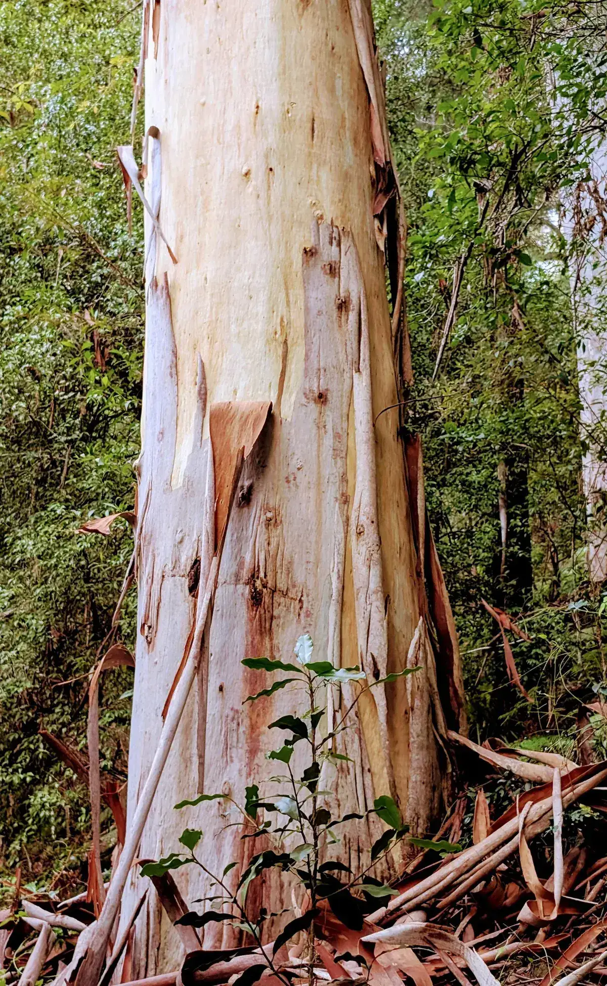 Beautiful tree at piles creek loop