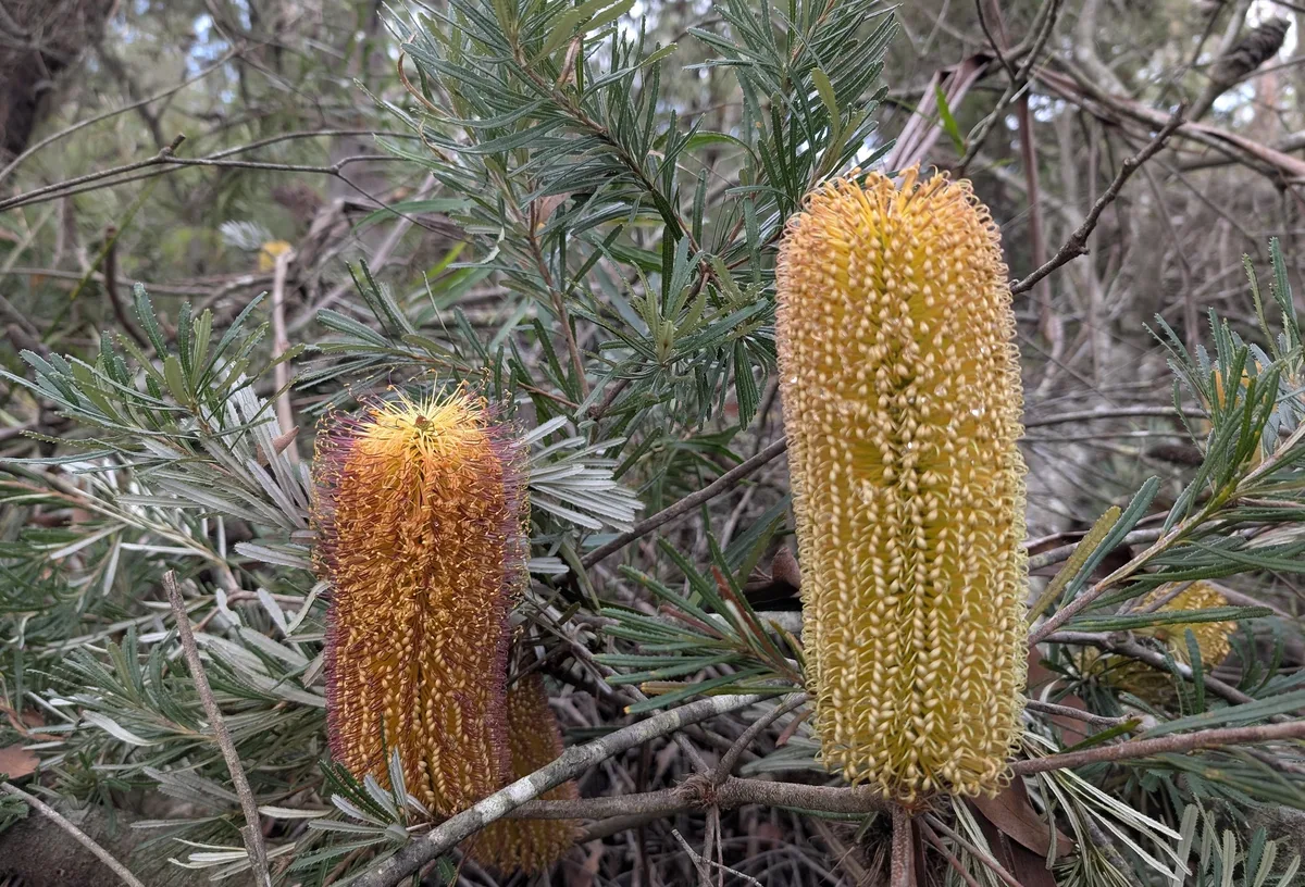 Banksias at Girrikool Piles loop
