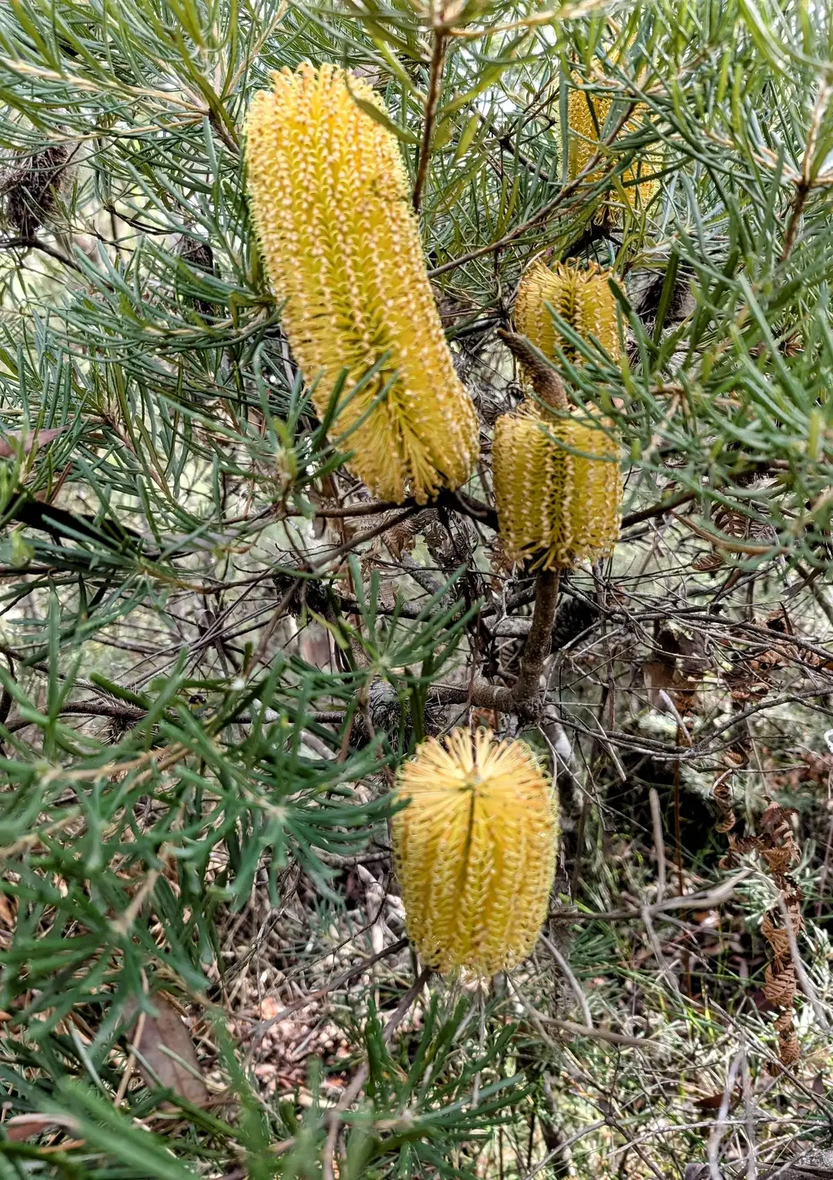 Banksias at Girrikool Piles loop