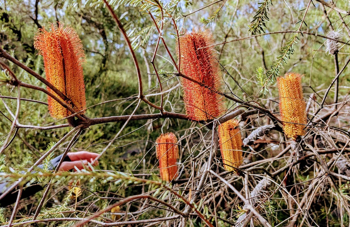 Banksias at Girrikool Piles loop