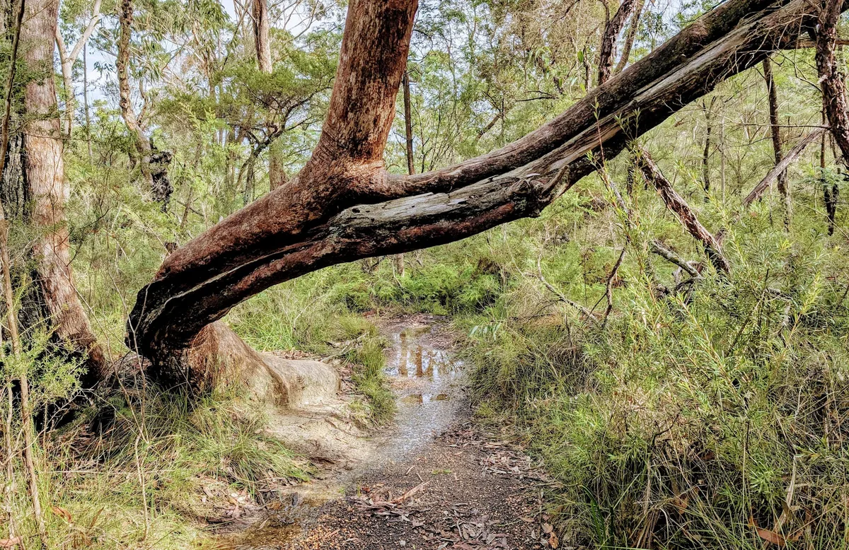 Leaning tree trunk arching low over a puddle on the Piles Creek loop track