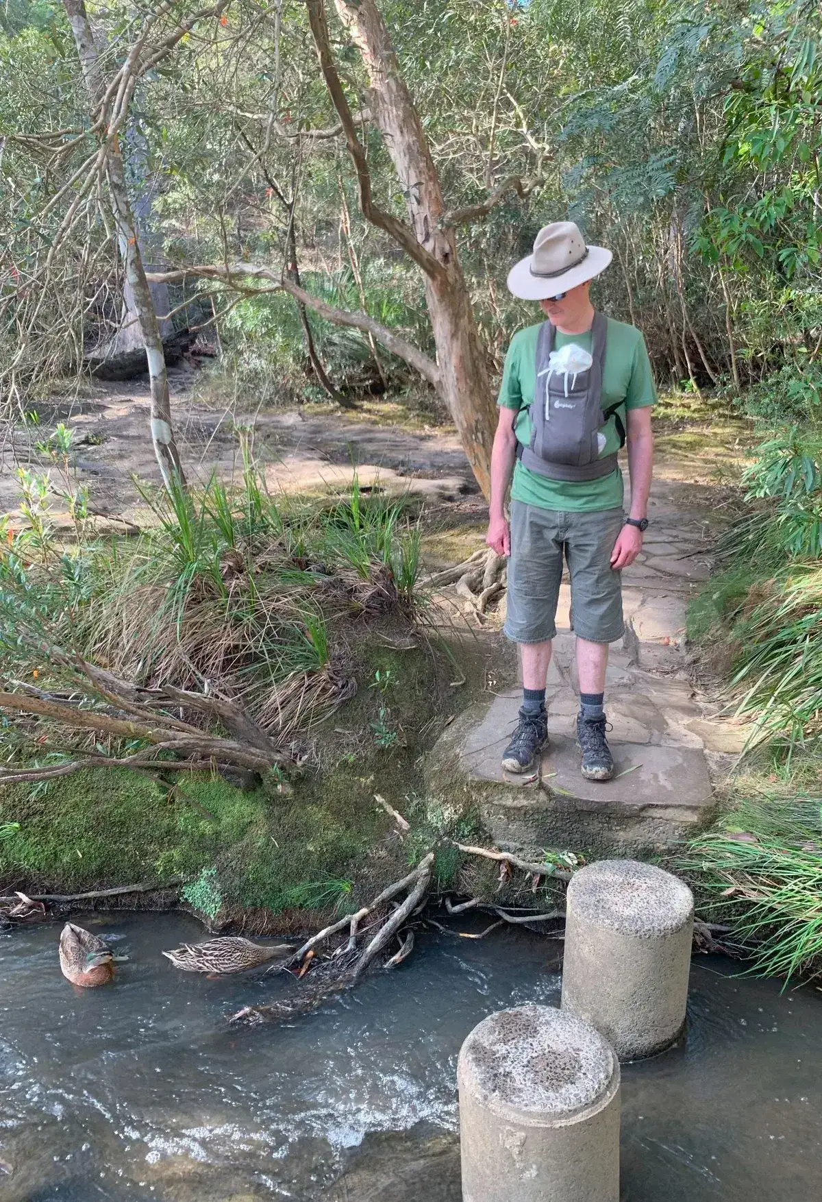 Hiker pauses on a stepping stone crossing watching ducks on Piles Creek