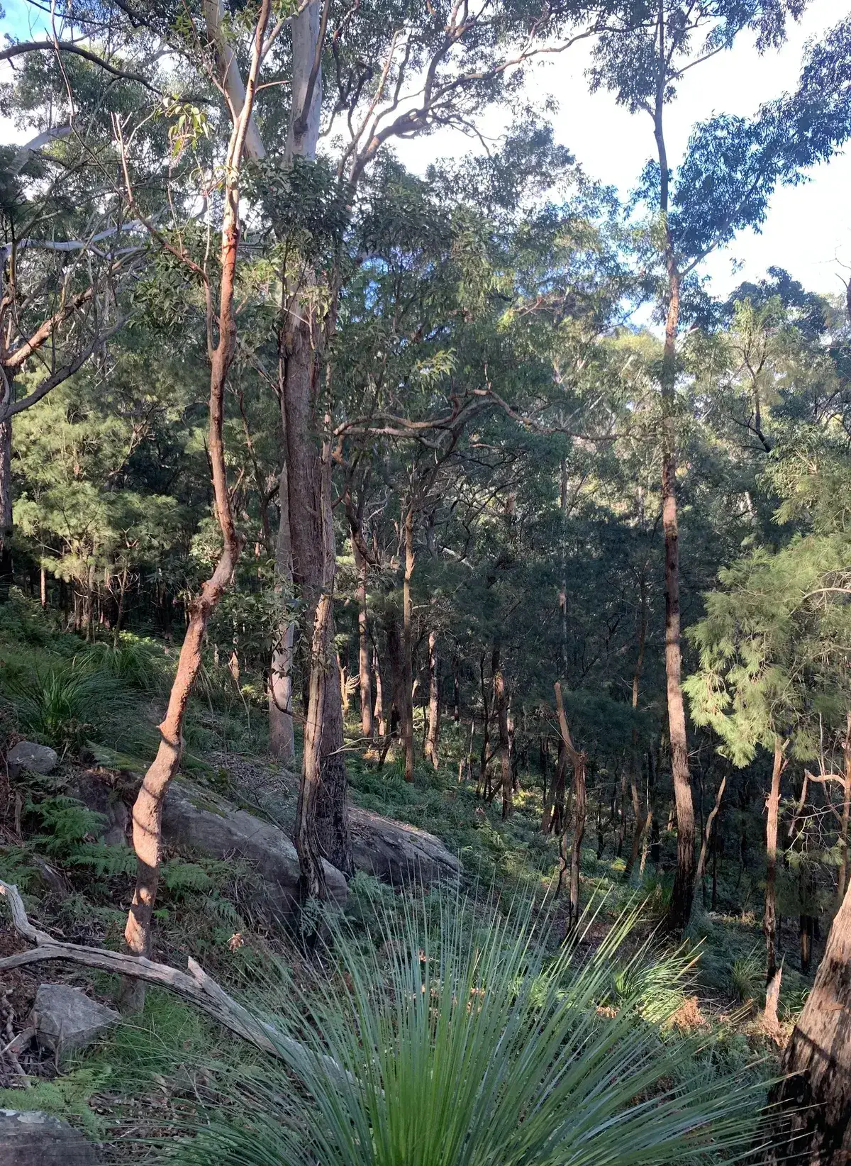 Steep steel staircase with handrails climbing through bushland near Rumbalara