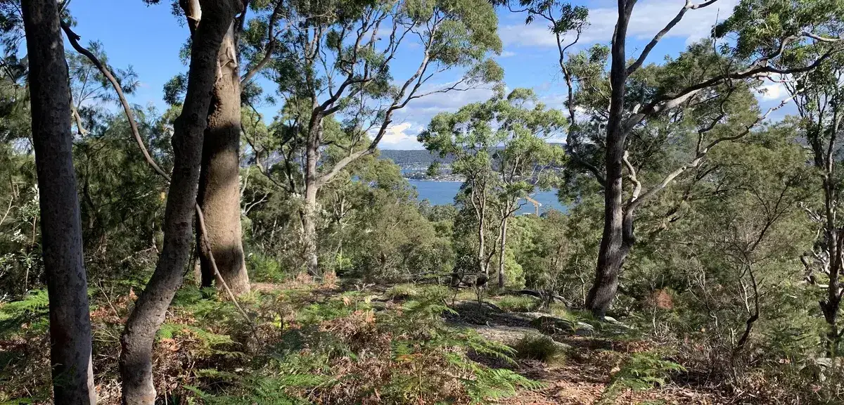 Water views framed by tall eucalypts along the Gosford to Lisarow ridge walk