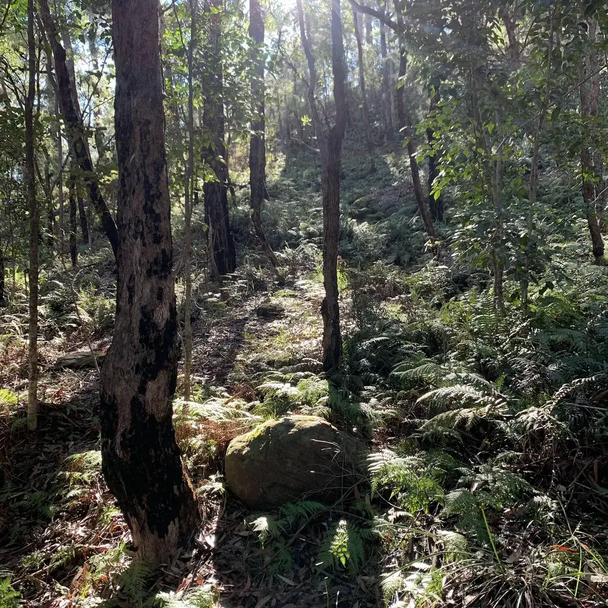 Sunlit forest track winding between tall gums and ferns