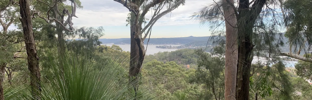 Panoramic glimpse of water and headlands through the bush canopy
