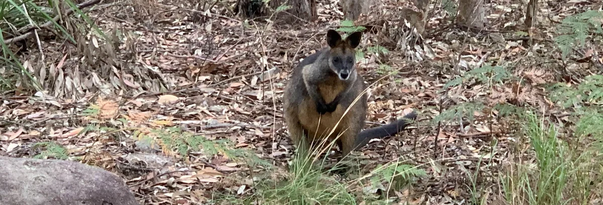 Swamp wallaby pausing among leaf litter beside the track