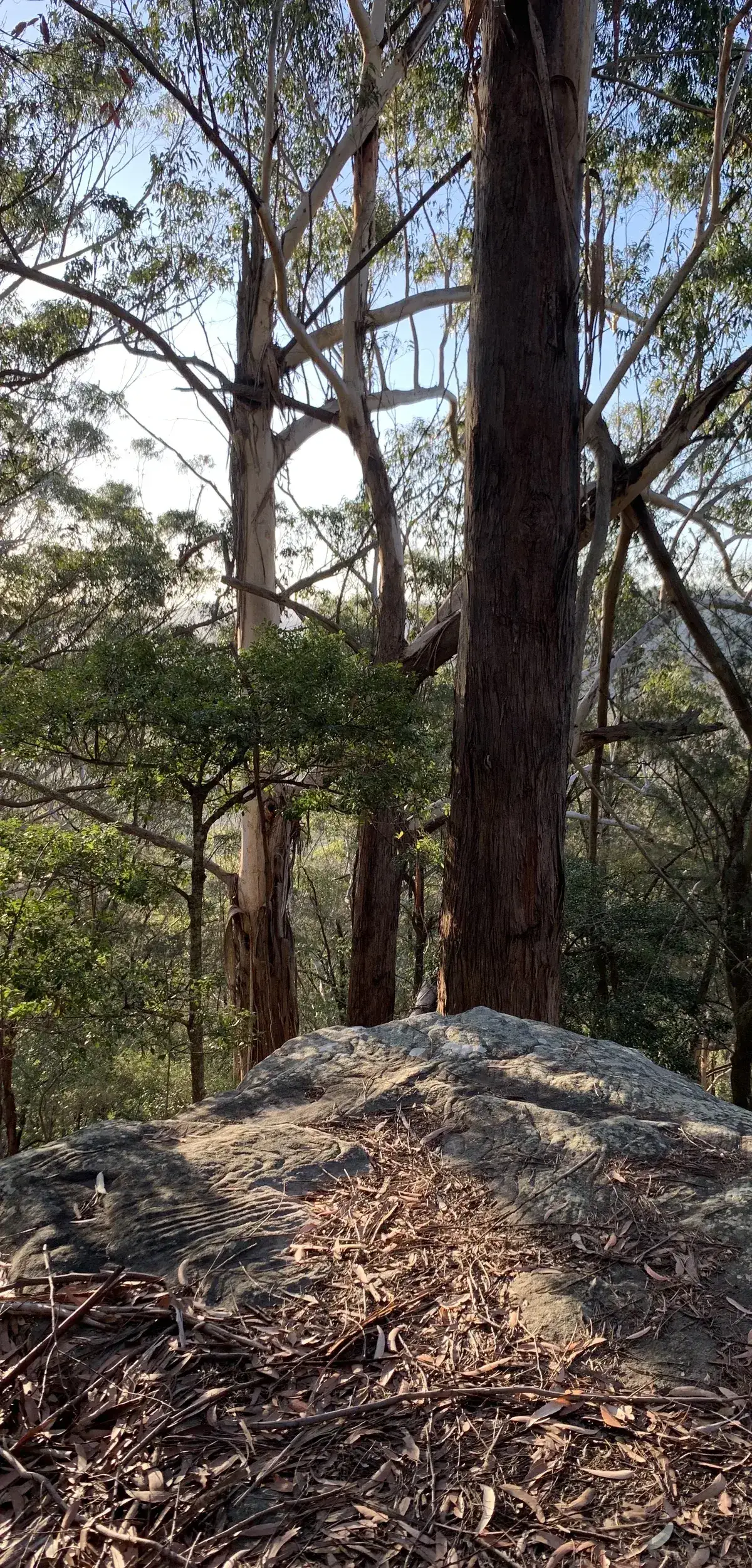 Tall gum trees rising behind a rock outcrop on the ridge trail
