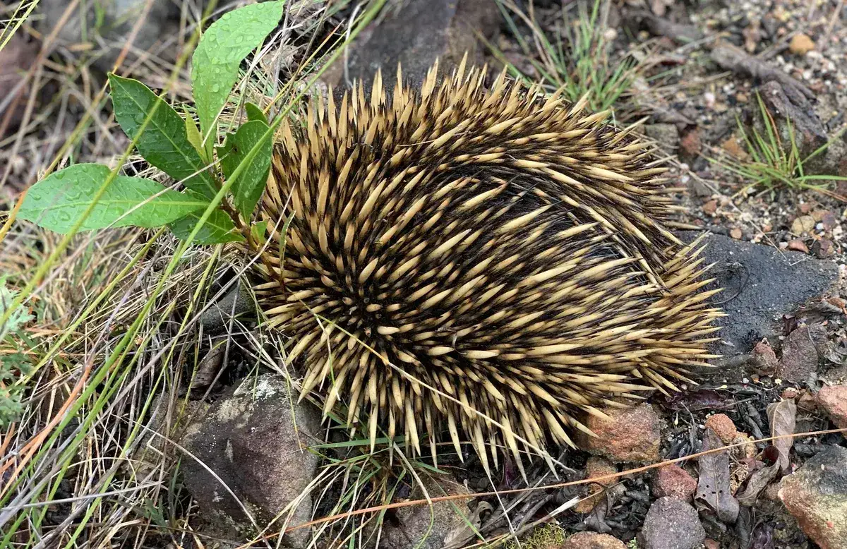 Short beaked echidna foraging among wet leaves beside the trail