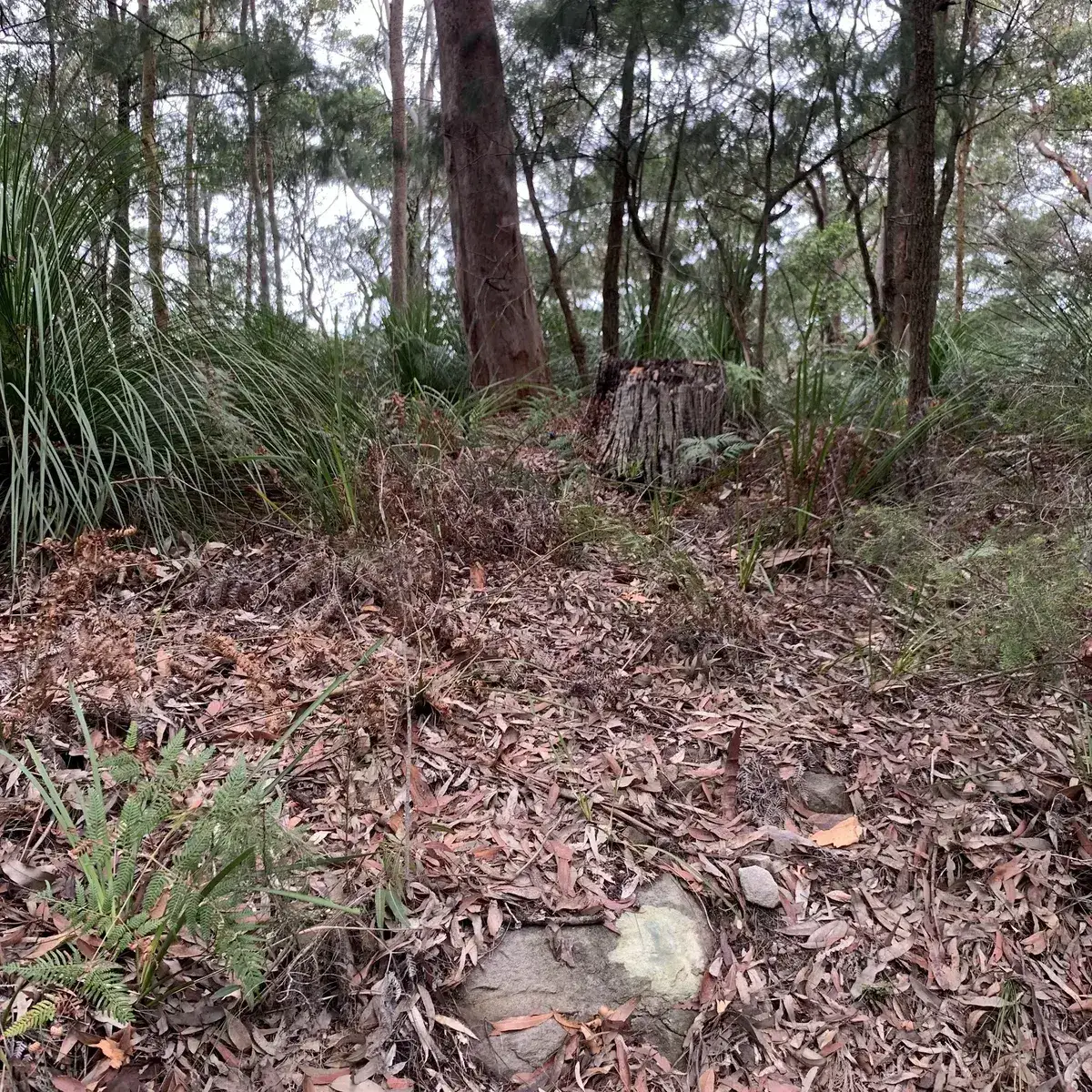 Leaf littered forest floor with an old tree stump beside the track