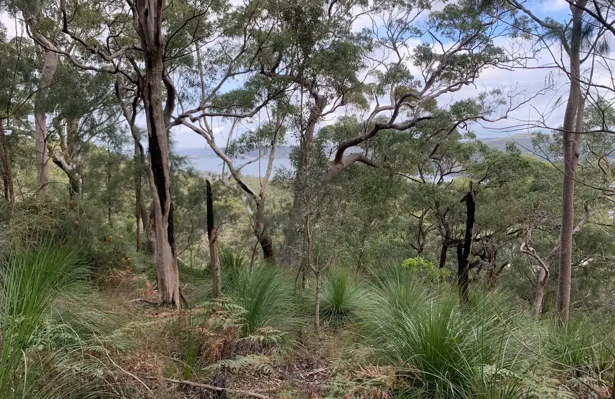 Sun dappled gully forest with ferns and grass trees along the ridge track
