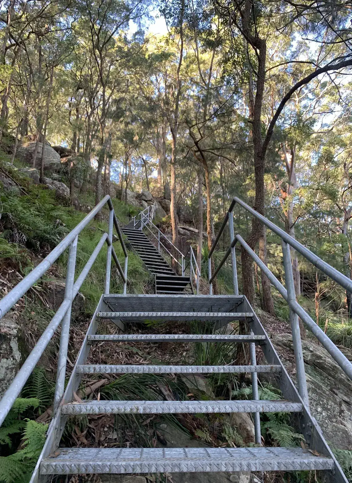 Brisbane Water glimpsed through tall gums from the ridgeline track