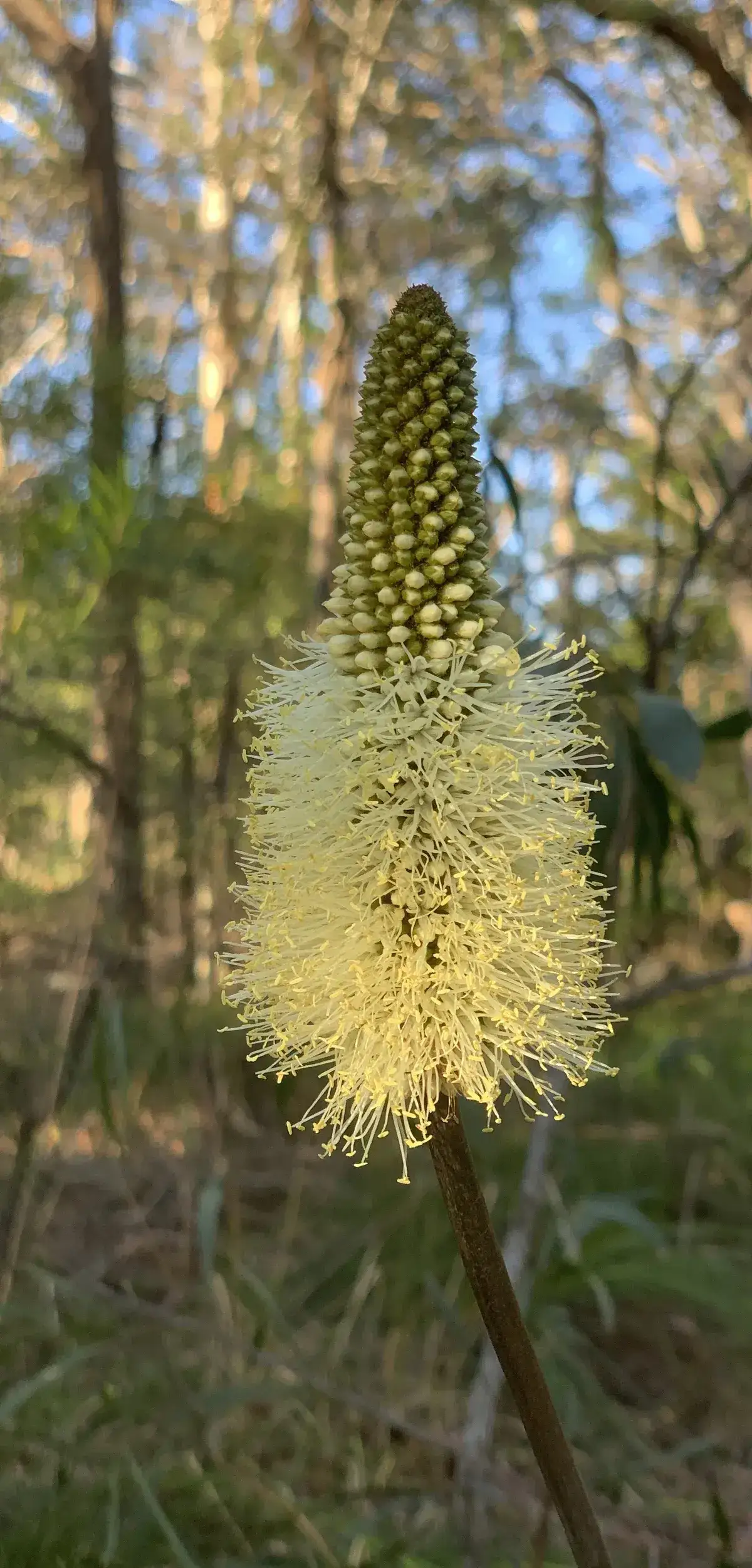 Cream flower spike of a grass tree catching the afternoon light