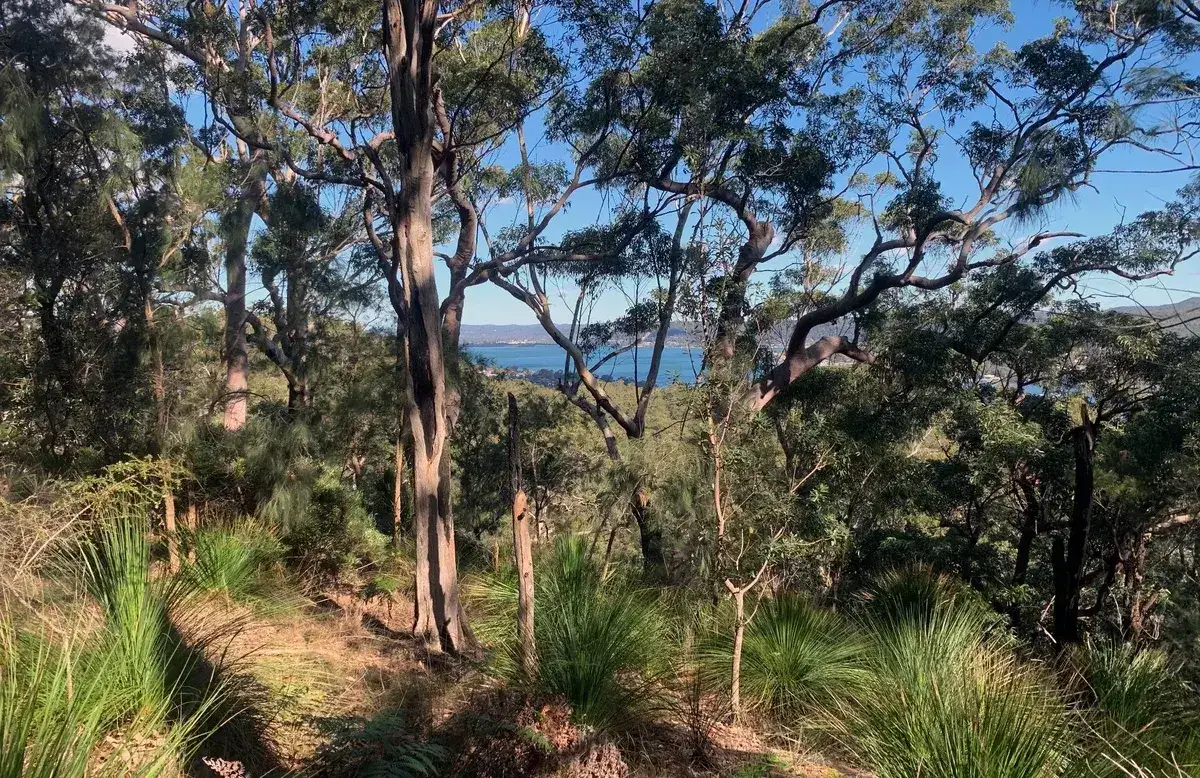 Water and headland framed by grass trees near the walk's end at Wyoming