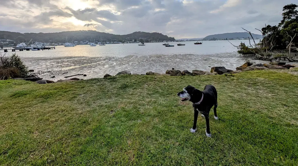 Black and white dog on the grassy Hardys Bay foreshore overlooking moored boats