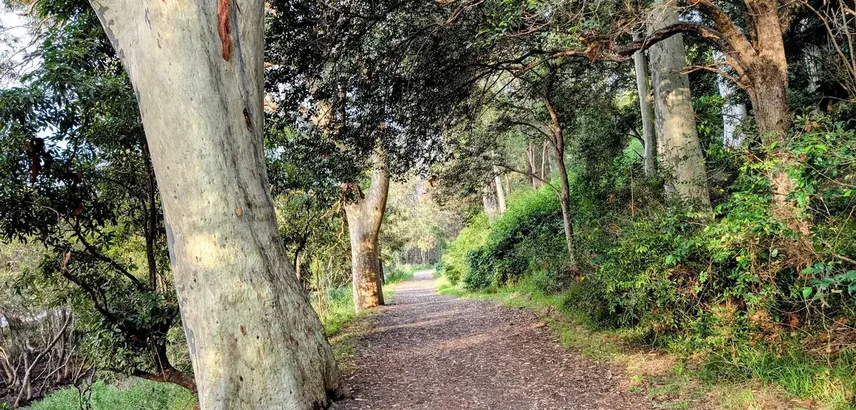 Dappled sunlight on the gravel path through eucalypt forest at Hardys Bay