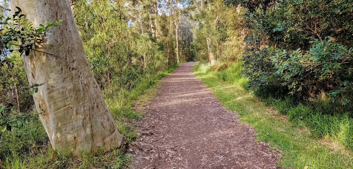 Gravel trail curving through eucalypts in late afternoon light