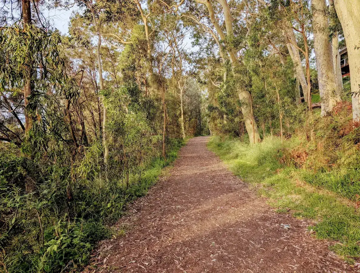 Shaded gravel track through tall eucalypts on the Hardys Bay foreshore walk
