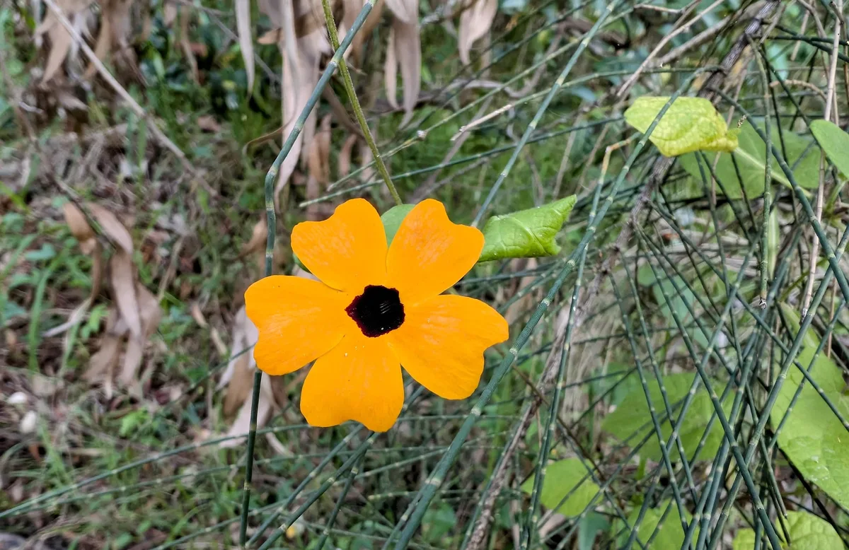 Bright orange black eyed Susan vine flower beside the Hardys Bay track