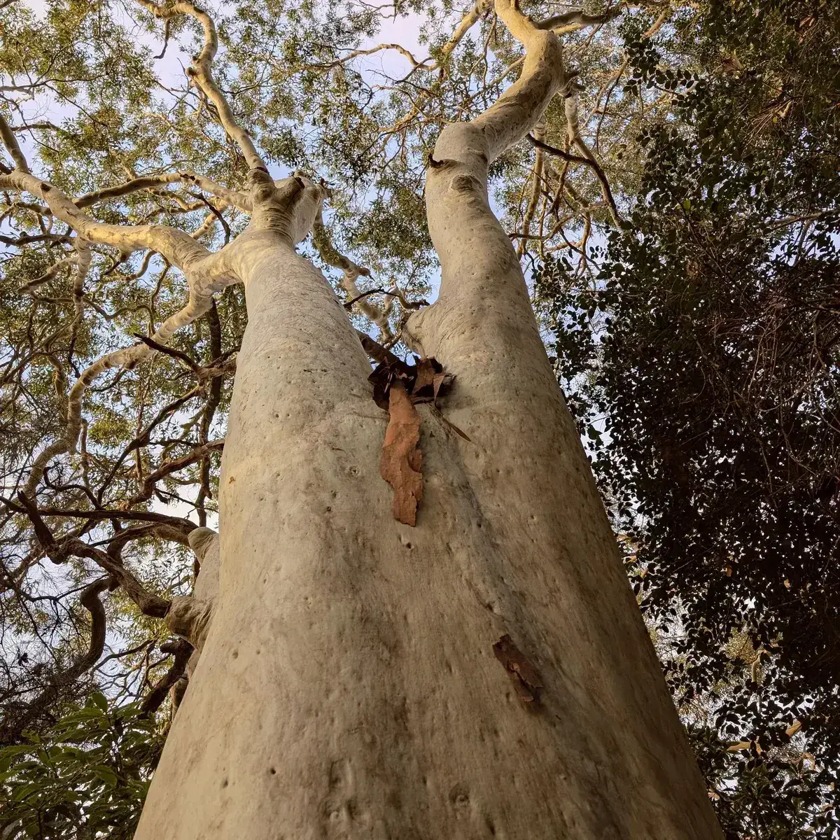 Looking up the smooth trunks of tall spotted gum trees on the foreshore walk