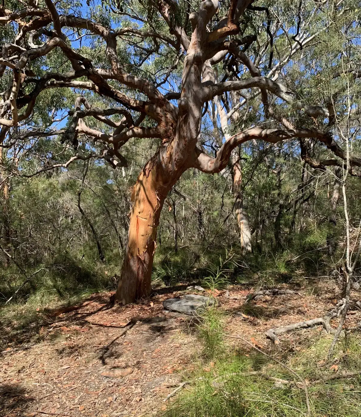 tree at Kincumber