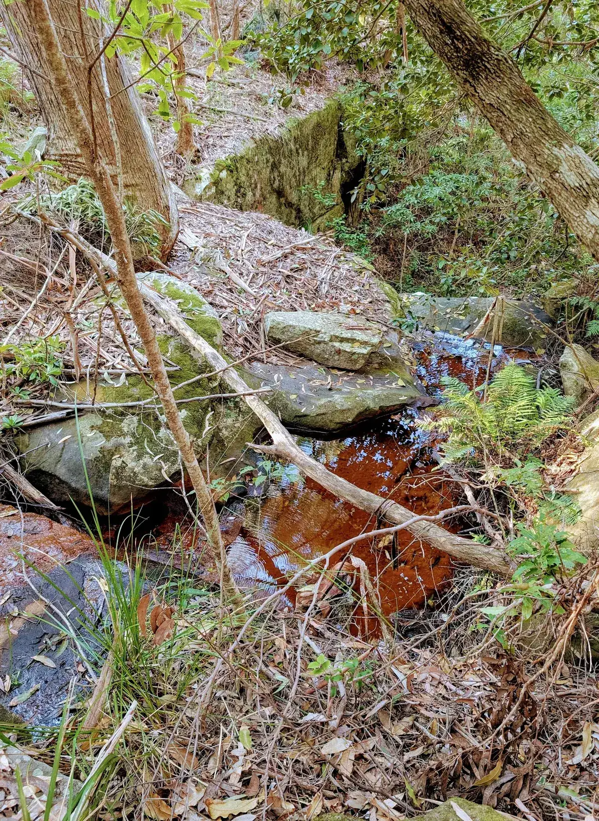 creek on bushwalk to little beach