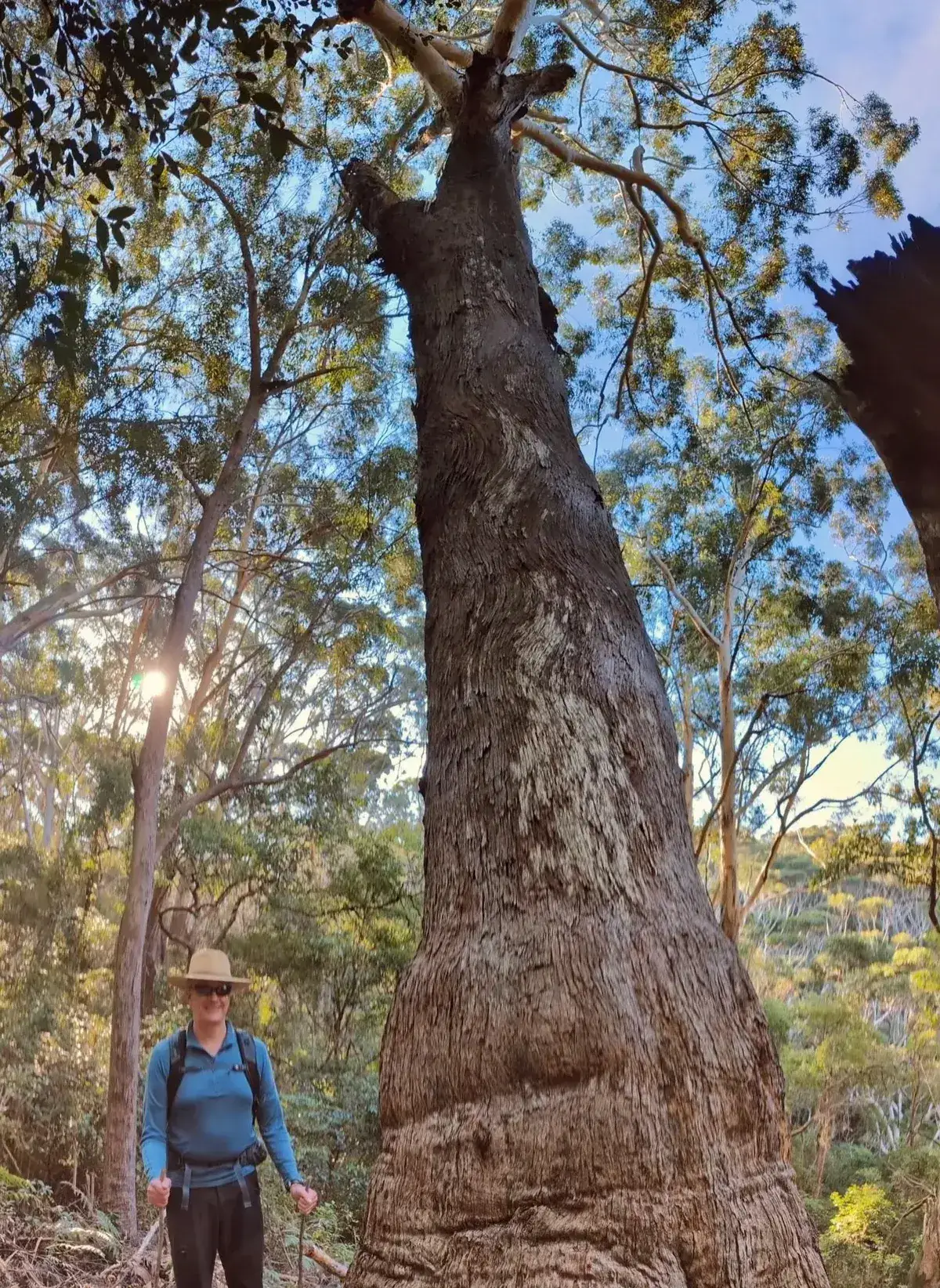large tree on bushwalk to little beach