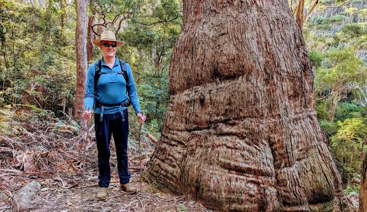 large tree on bushwalk to little beach