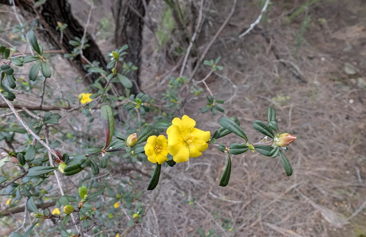 Yellow flowers clustered on a green shrub beside the fire trail