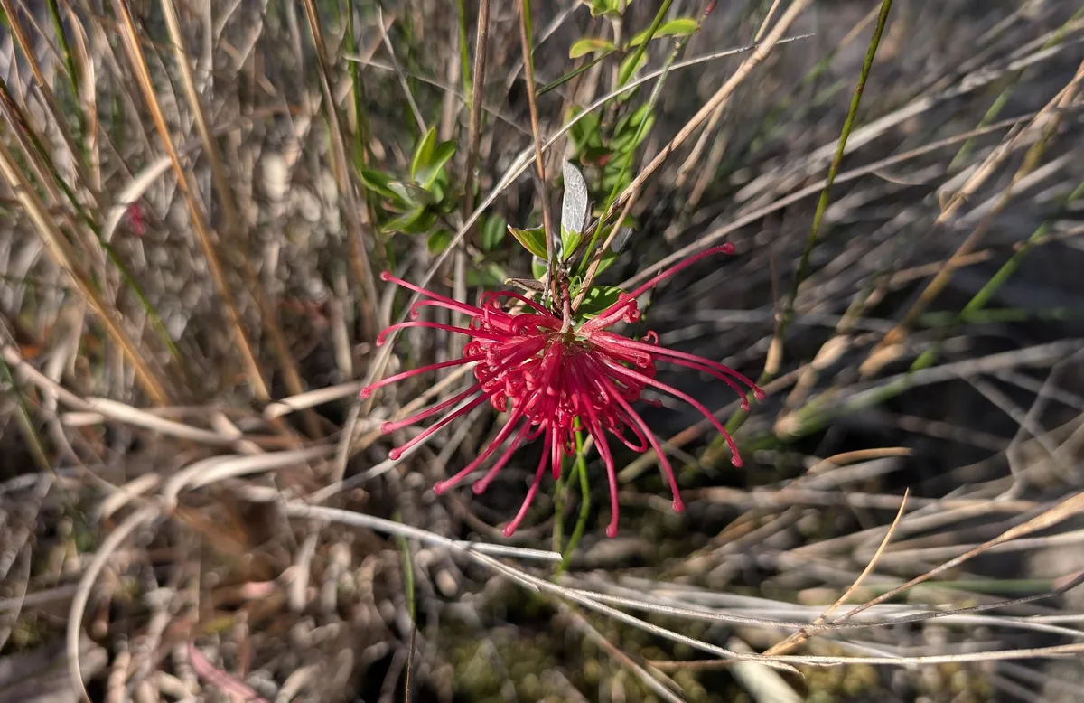 Close up of a single red grevillea flower against dry grass