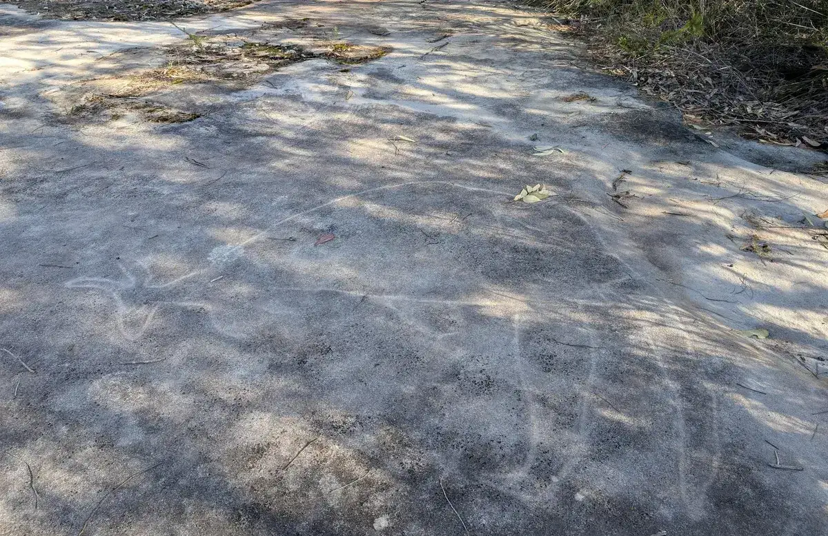 Faint aboriginal engraving lines on dappled shaded sandstone