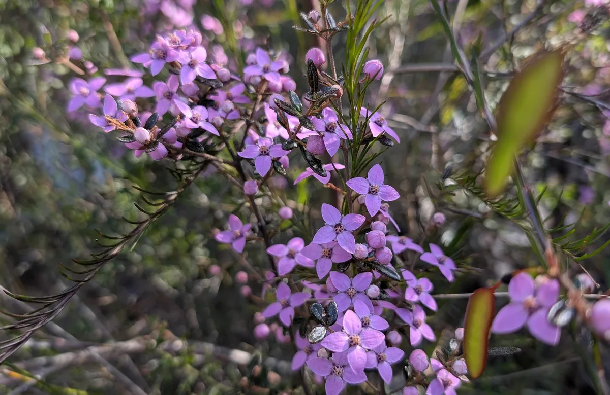 Small purple boronia flowers clustered along the ridgeline track