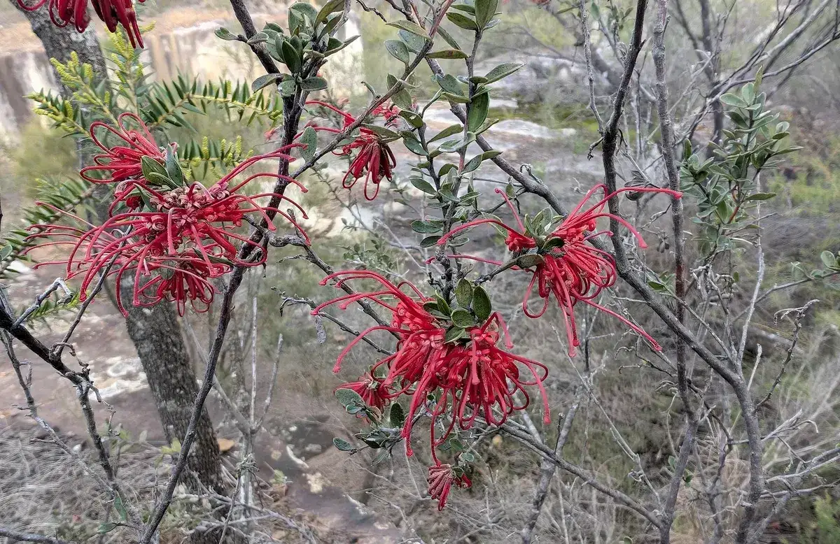 Spidery red grevillea blossoms glowing in afternoon sun near Megacave