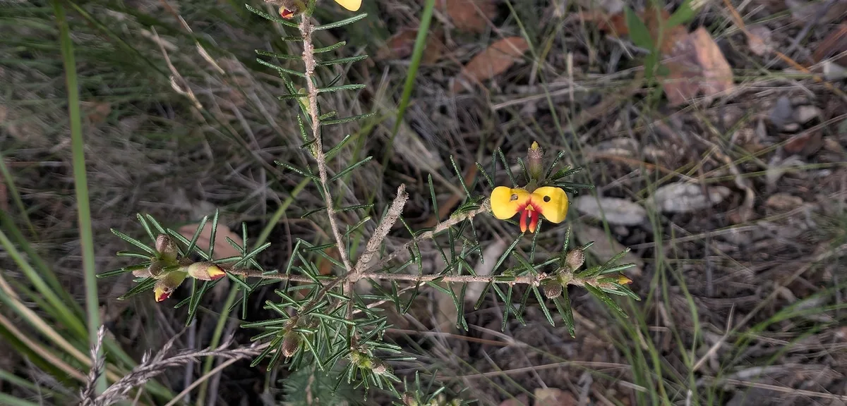 Tiny red and yellow pea flower nestled in dry grass on the trail