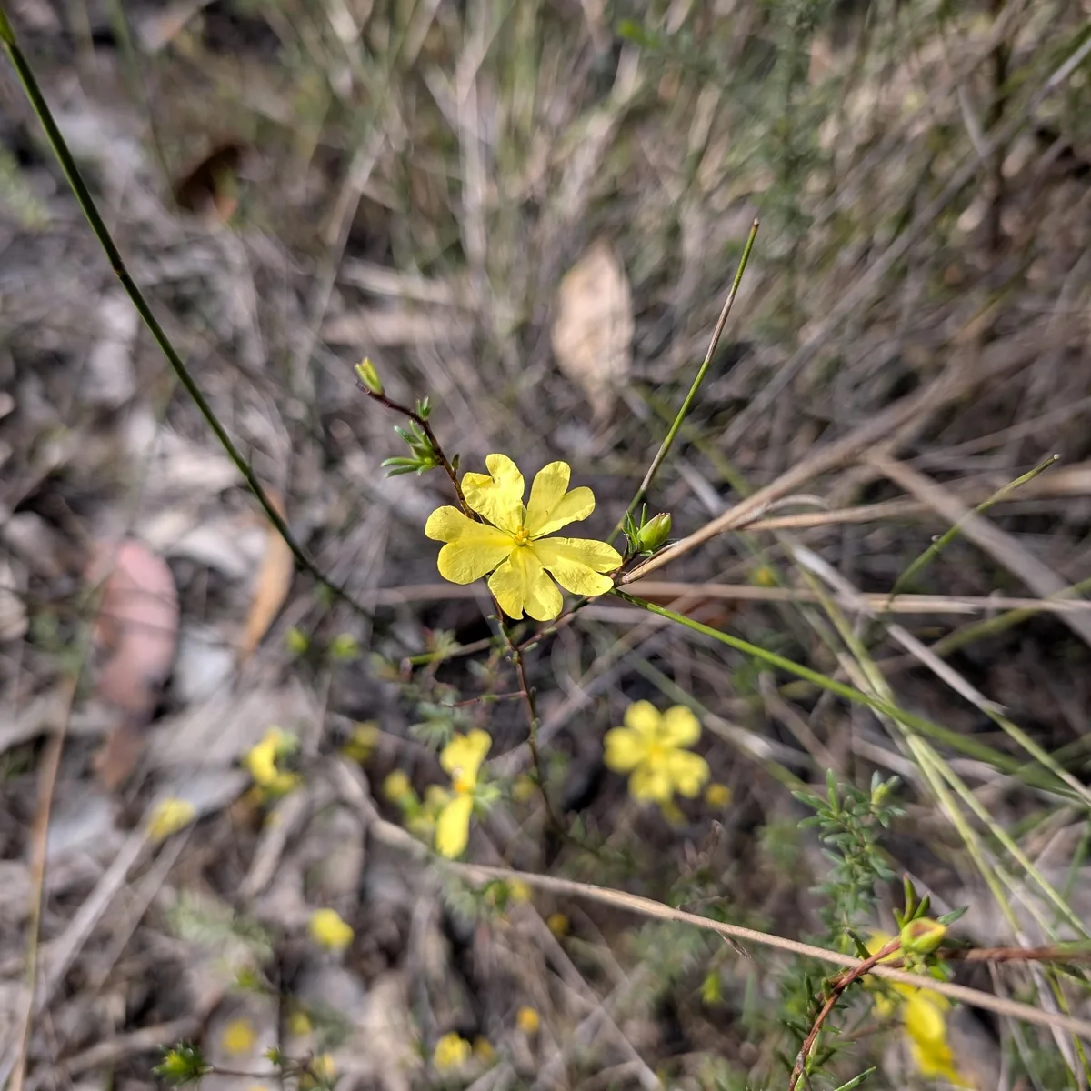 Small yellow guinea flower opening among dry grass and leaf litter