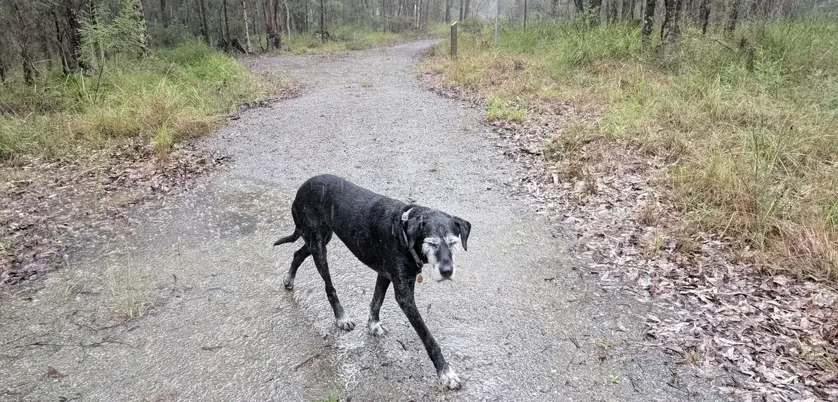 Mt alison dog walk