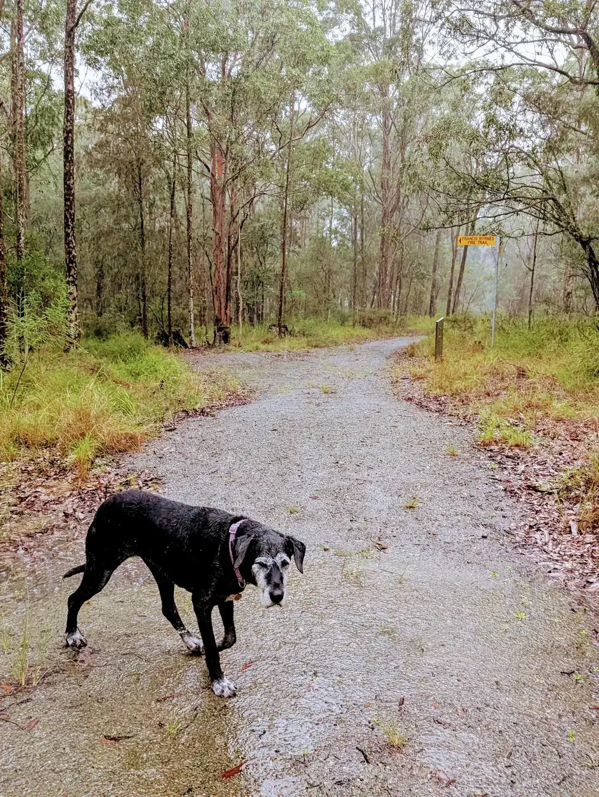 Mt alison dog walk